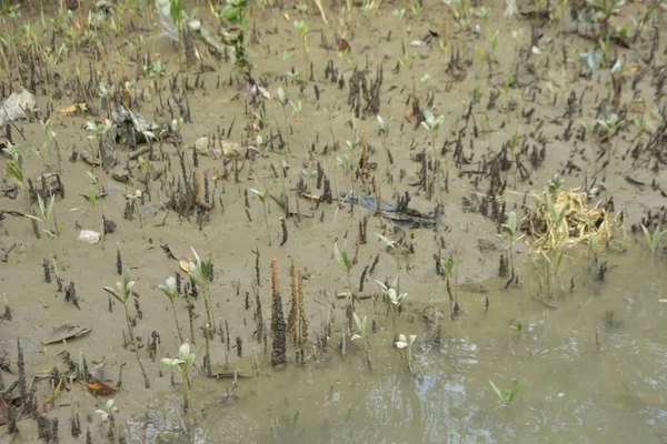 Tropikal bir kıyı sulak alanındaki çamurlu gelgit toprağından çıkan mangrov köklerine yakından bakın. Çamur düzlüğü, genç filizleri ve alçak gelgit sırasında sığ suları gösteren doğal ekosistem dokusu, biyolojik çeşitliliği ve kıyı ekolojisini vurguluyor..