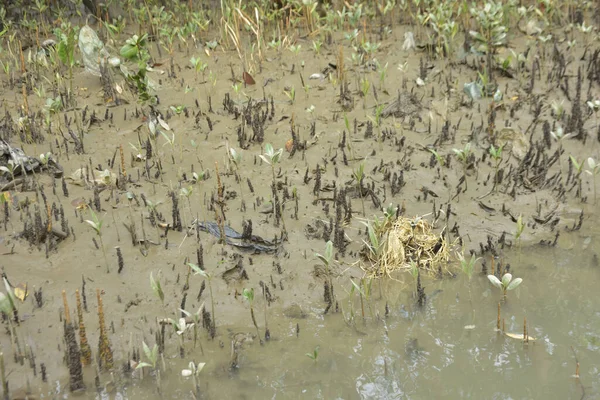 Tropikal bir kıyı sulak alanındaki çamurlu gelgit toprağından çıkan mangrov köklerine yakından bakın. Çamur düzlüğü, genç filizleri ve alçak gelgit sırasında sığ suları gösteren doğal ekosistem dokusu, biyolojik çeşitliliği ve kıyı ekolojisini vurguluyor..