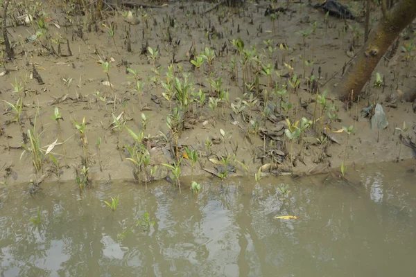 Tropikal bir kıyı sulak alanındaki çamurlu gelgit toprağından çıkan mangrov köklerine yakından bakın. Çamur düzlüğü, genç filizleri ve alçak gelgit sırasında sığ suları gösteren doğal ekosistem dokusu, biyolojik çeşitliliği ve kıyı ekolojisini vurguluyor..