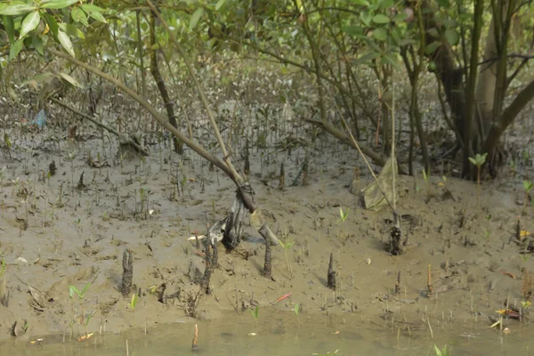 Bangladeş 'teki Bakkhali Nehri boyunca uzanan Mangrove orman ekosistemi gelgit suları, sakin nehir manzaraları ve korunmasız kökleri gösteriyor. Cox 's Bazar' da doğal yansımaları ve zengin biyolojik çeşitliliği olan tropikal kıyı ortamı.