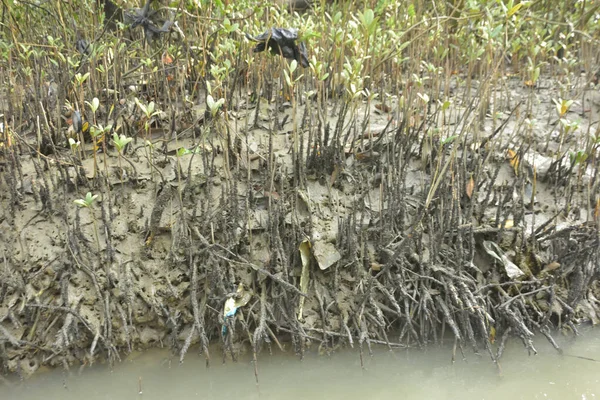 Bangladeş 'teki Bakkhali Nehri boyunca uzanan Mangrove orman ekosistemi gelgit suları, sakin nehir manzaraları ve korunmasız kökleri gösteriyor. Cox 's Bazar' da doğal yansımaları ve zengin biyolojik çeşitliliği olan tropikal kıyı ortamı.