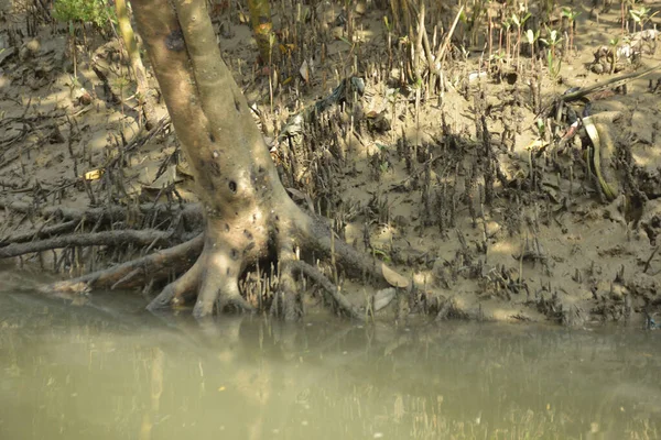 Bangladeş 'teki Bakkhali Nehri boyunca uzanan Mangrove orman ekosistemi gelgit suları, sakin nehir manzaraları ve korunmasız kökleri gösteriyor. Cox 's Bazar' da doğal yansımaları ve zengin biyolojik çeşitliliği olan tropikal kıyı ortamı.