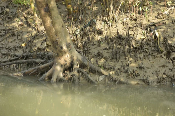 Bangladeş 'teki Bakkhali Nehri boyunca uzanan Mangrove orman ekosistemi gelgit suları, sakin nehir manzaraları ve korunmasız kökleri gösteriyor. Cox 's Bazar' da doğal yansımaları ve zengin biyolojik çeşitliliği olan tropikal kıyı ortamı.