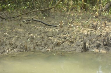 Bangladeş 'teki Bakkhali Nehri boyunca uzanan Mangrove orman ekosistemi gelgit suları, sakin nehir manzaraları ve korunmasız kökleri gösteriyor. Cox 's Bazar' da doğal yansımaları ve zengin biyolojik çeşitliliği olan tropikal kıyı ortamı.