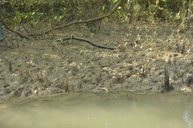 Bangladeş 'teki Bakkhali Nehri boyunca uzanan Mangrove orman ekosistemi gelgit suları, sakin nehir manzaraları ve korunmasız kökleri gösteriyor. Cox 's Bazar' da doğal yansımaları ve zengin biyolojik çeşitliliği olan tropikal kıyı ortamı.