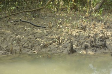 Bangladeş 'teki Bakkhali Nehri boyunca uzanan Mangrove orman ekosistemi gelgit suları, sakin nehir manzaraları ve korunmasız kökleri gösteriyor. Cox 's Bazar' da doğal yansımaları ve zengin biyolojik çeşitliliği olan tropikal kıyı ortamı.