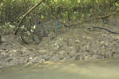 Bangladeş 'teki Bakkhali Nehri boyunca uzanan Mangrove orman ekosistemi gelgit suları, sakin nehir manzaraları ve korunmasız kökleri gösteriyor. Cox 's Bazar' da doğal yansımaları ve zengin biyolojik çeşitliliği olan tropikal kıyı ortamı.