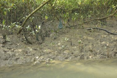 Bangladeş 'teki Bakkhali Nehri boyunca uzanan Mangrove orman ekosistemi gelgit suları, sakin nehir manzaraları ve korunmasız kökleri gösteriyor. Cox 's Bazar' da doğal yansımaları ve zengin biyolojik çeşitliliği olan tropikal kıyı ortamı.