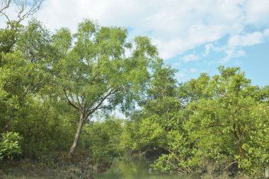 Bangladeş 'teki Bakkhali Nehri boyunca uzanan Mangrove orman ekosistemi gelgit suları, sakin nehir manzaraları ve korunmasız kökleri gösteriyor. Cox 's Bazar' da doğal yansımaları ve zengin biyolojik çeşitliliği olan tropikal kıyı ortamı.