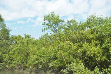 Bangladeş 'teki Bakkhali Nehri boyunca uzanan Mangrove orman ekosistemi gelgit suları, sakin nehir manzaraları ve korunmasız kökleri gösteriyor. Cox 's Bazar' da doğal yansımaları ve zengin biyolojik çeşitliliği olan tropikal kıyı ortamı.