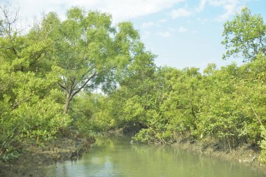Bangladeş 'teki Bakkhali Nehri boyunca uzanan Mangrove orman ekosistemi gelgit suları, sakin nehir manzaraları ve korunmasız kökleri gösteriyor. Cox 's Bazar' da doğal yansımaları ve zengin biyolojik çeşitliliği olan tropikal kıyı ortamı.