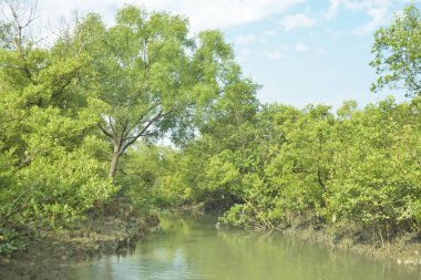 Bangladeş 'teki Bakkhali Nehri boyunca uzanan Mangrove orman ekosistemi gelgit suları, sakin nehir manzaraları ve korunmasız kökleri gösteriyor. Cox 's Bazar' da doğal yansımaları ve zengin biyolojik çeşitliliği olan tropikal kıyı ortamı.