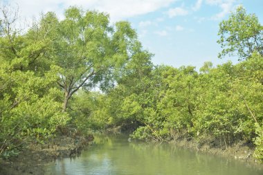 Bangladeş 'teki Bakkhali Nehri boyunca uzanan Mangrove orman ekosistemi gelgit suları, sakin nehir manzaraları ve korunmasız kökleri gösteriyor. Cox 's Bazar' da doğal yansımaları ve zengin biyolojik çeşitliliği olan tropikal kıyı ortamı.