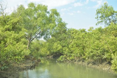 Bangladeş 'teki Bakkhali Nehri boyunca uzanan Mangrove orman ekosistemi gelgit suları, sakin nehir manzaraları ve korunmasız kökleri gösteriyor. Cox 's Bazar' da doğal yansımaları ve zengin biyolojik çeşitliliği olan tropikal kıyı ortamı.