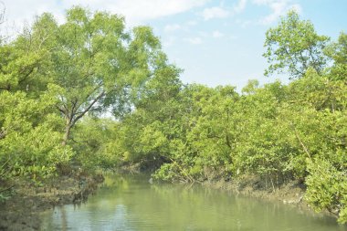 Mangrove Ormanı, Bakkhali Nehri 'nde, Cox' s Bazar, Bangladeş 'te, gelgit sırasında. Yükselen suyu verimli tropik yeşillik ve berrak gökyüzü ile birlikte bir kıyı ekosisteminde yakalamak. Güney Asya biyolojik çeşitliliği odaklı.