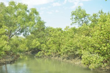Mangrove Ormanı, Bakkhali Nehri 'nde, Cox' s Bazar, Bangladeş 'te, gelgit sırasında. Yükselen suyu verimli tropik yeşillik ve berrak gökyüzü ile birlikte bir kıyı ekosisteminde yakalamak. Güney Asya biyolojik çeşitliliği odaklı.