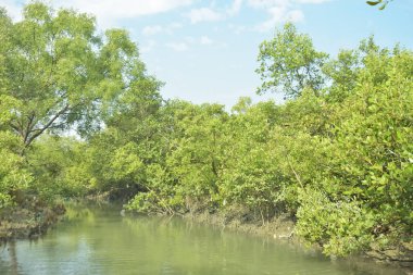 Mangrove Ormanı, Bakkhali Nehri 'nde, Cox' s Bazar, Bangladeş 'te, gelgit sırasında. Yükselen suyu verimli tropik yeşillik ve berrak gökyüzü ile birlikte bir kıyı ekosisteminde yakalamak. Güney Asya biyolojik çeşitliliği odaklı.