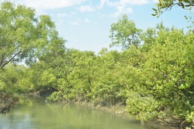Mangrove Ormanı, Bakkhali Nehri 'nde, Cox' s Bazar, Bangladeş 'te, gelgit sırasında. Yükselen suyu verimli tropik yeşillik ve berrak gökyüzü ile birlikte bir kıyı ekosisteminde yakalamak. Güney Asya biyolojik çeşitliliği odaklı.