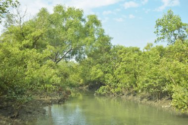 Mangrove Ormanı, Bakkhali Nehri 'nde, Cox' s Bazar, Bangladeş 'te, gelgit sırasında. Yükselen suyu verimli tropik yeşillik ve berrak gökyüzü ile birlikte bir kıyı ekosisteminde yakalamak. Güney Asya biyolojik çeşitliliği odaklı.