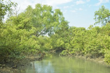 Mangrove Ormanı, Bakkhali Nehri 'nde, Cox' s Bazar, Bangladeş 'te, gelgit sırasında. Yükselen suyu verimli tropik yeşillik ve berrak gökyüzü ile birlikte bir kıyı ekosisteminde yakalamak. Güney Asya biyolojik çeşitliliği odaklı.