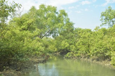 Mangrove Ormanı, Bakkhali Nehri 'nde, Cox' s Bazar, Bangladeş 'te, gelgit sırasında. Yükselen suyu verimli tropik yeşillik ve berrak gökyüzü ile birlikte bir kıyı ekosisteminde yakalamak. Güney Asya biyolojik çeşitliliği odaklı.