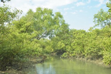 Mangrove Ormanı, Bakkhali Nehri 'nde, Cox' s Bazar, Bangladeş 'te, gelgit sırasında. Yükselen suyu verimli tropik yeşillik ve berrak gökyüzü ile birlikte bir kıyı ekosisteminde yakalamak. Güney Asya biyolojik çeşitliliği odaklı.