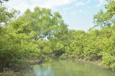 Mangrove Ormanı, Bakkhali Nehri 'nde, Cox' s Bazar, Bangladeş 'te, gelgit sırasında. Yükselen suyu verimli tropik yeşillik ve berrak gökyüzü ile birlikte bir kıyı ekosisteminde yakalamak. Güney Asya biyolojik çeşitliliği odaklı.