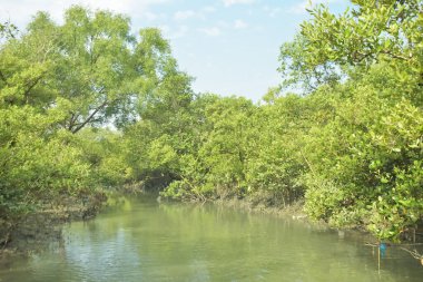 Mangrove Ormanı, Bakkhali Nehri 'nde, Cox' s Bazar, Bangladeş 'te, gelgit sırasında. Yükselen suyu verimli tropik yeşillik ve berrak gökyüzü ile birlikte bir kıyı ekosisteminde yakalamak. Güney Asya biyolojik çeşitliliği odaklı.
