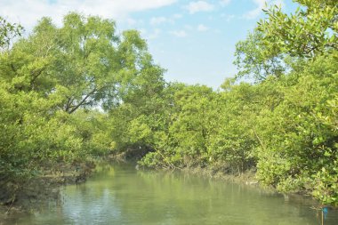 Mangrove Ormanı, Bakkhali Nehri 'nde, Cox' s Bazar, Bangladeş 'te, gelgit sırasında. Yükselen suyu verimli tropik yeşillik ve berrak gökyüzü ile birlikte bir kıyı ekosisteminde yakalamak. Güney Asya biyolojik çeşitliliği odaklı.