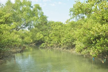 Mangrove Ormanı, Bakkhali Nehri 'nde, Cox' s Bazar, Bangladeş 'te, gelgit sırasında. Yükselen suyu verimli tropik yeşillik ve berrak gökyüzü ile birlikte bir kıyı ekosisteminde yakalamak. Güney Asya biyolojik çeşitliliği odaklı.