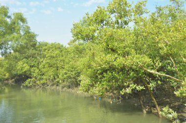 Mangrove Ormanı, Bakkhali Nehri 'nde, Cox' s Bazar, Bangladeş 'te, gelgit sırasında. Yükselen suyu verimli tropik yeşillik ve berrak gökyüzü ile birlikte bir kıyı ekosisteminde yakalamak. Güney Asya biyolojik çeşitliliği odaklı.