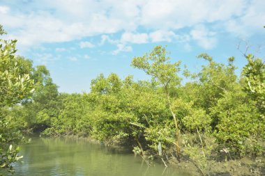 Mangrove Ormanı, Bakkhali Nehri 'nde, Cox' s Bazar, Bangladeş 'te, gelgit sırasında. Yükselen suyu verimli tropik yeşillik ve berrak gökyüzü ile birlikte bir kıyı ekosisteminde yakalamak. Güney Asya biyolojik çeşitliliği odaklı.