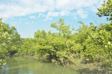 Mangrove Ormanı, Bakkhali Nehri 'nde, Cox' s Bazar, Bangladeş 'te, gelgit sırasında. Yükselen suyu verimli tropik yeşillik ve berrak gökyüzü ile birlikte bir kıyı ekosisteminde yakalamak. Güney Asya biyolojik çeşitliliği odaklı.