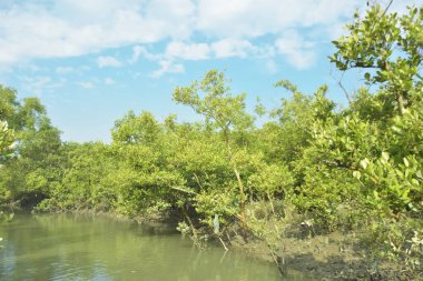Mangrove Ormanı, Bakkhali Nehri 'nde, Cox' s Bazar, Bangladeş 'te, gelgit sırasında. Yükselen suyu verimli tropik yeşillik ve berrak gökyüzü ile birlikte bir kıyı ekosisteminde yakalamak. Güney Asya biyolojik çeşitliliği odaklı.