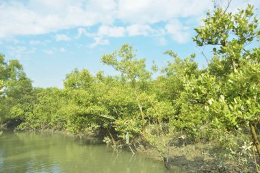 Mangrove Ormanı, Bakkhali Nehri 'nde, Cox' s Bazar, Bangladeş 'te, gelgit sırasında. Yükselen suyu verimli tropik yeşillik ve berrak gökyüzü ile birlikte bir kıyı ekosisteminde yakalamak. Güney Asya biyolojik çeşitliliği odaklı.