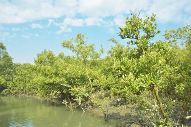 Mangrove Ormanı, Bakkhali Nehri 'nde, Cox' s Bazar, Bangladeş 'te, gelgit sırasında. Yükselen suyu verimli tropik yeşillik ve berrak gökyüzü ile birlikte bir kıyı ekosisteminde yakalamak. Güney Asya biyolojik çeşitliliği odaklı.