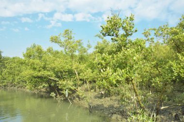 Mangrove Ormanı, Bakkhali Nehri 'nde, Cox' s Bazar, Bangladeş 'te, gelgit sırasında. Yükselen suyu verimli tropik yeşillik ve berrak gökyüzü ile birlikte bir kıyı ekosisteminde yakalamak. Güney Asya biyolojik çeşitliliği odaklı.