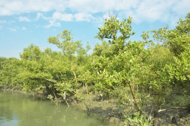 Mangrove Ormanı, Bakkhali Nehri 'nde, Cox' s Bazar, Bangladeş 'te, gelgit sırasında. Yükselen suyu verimli tropik yeşillik ve berrak gökyüzü ile birlikte bir kıyı ekosisteminde yakalamak. Güney Asya biyolojik çeşitliliği odaklı.