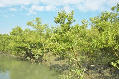 Mangrove Ormanı, Bakkhali Nehri 'nde, Cox' s Bazar, Bangladeş 'te, gelgit sırasında. Yükselen suyu verimli tropik yeşillik ve berrak gökyüzü ile birlikte bir kıyı ekosisteminde yakalamak. Güney Asya biyolojik çeşitliliği odaklı.