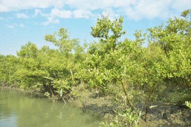 Mangrove Ormanı, Bakkhali Nehri 'nde, Cox' s Bazar, Bangladeş 'te, gelgit sırasında. Yükselen suyu verimli tropik yeşillik ve berrak gökyüzü ile birlikte bir kıyı ekosisteminde yakalamak. Güney Asya biyolojik çeşitliliği odaklı.