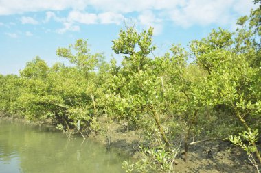 Mangrove Ormanı, Bakkhali Nehri 'nde, Cox' s Bazar, Bangladeş 'te, gelgit sırasında. Yükselen suyu verimli tropik yeşillik ve berrak gökyüzü ile birlikte bir kıyı ekosisteminde yakalamak. Güney Asya biyolojik çeşitliliği odaklı.