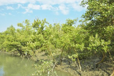 Mangrove Ormanı, Bakkhali Nehri 'nde, Cox' s Bazar, Bangladeş 'te, gelgit sırasında. Yükselen suyu verimli tropik yeşillik ve berrak gökyüzü ile birlikte bir kıyı ekosisteminde yakalamak. Güney Asya biyolojik çeşitliliği odaklı.