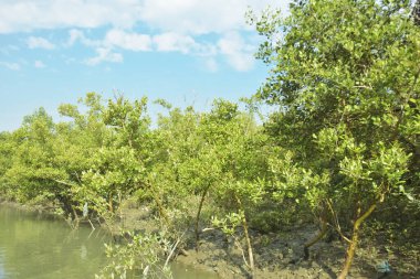 Mangrove Ormanı, Bakkhali Nehri 'nde, Cox' s Bazar, Bangladeş 'te, gelgit sırasında. Yükselen suyu verimli tropik yeşillik ve berrak gökyüzü ile birlikte bir kıyı ekosisteminde yakalamak. Güney Asya biyolojik çeşitliliği odaklı.