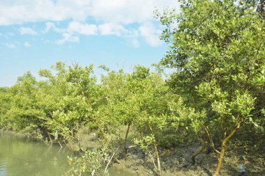 Mangrove Ormanı, Bakkhali Nehri 'nde, Cox' s Bazar, Bangladeş 'te, gelgit sırasında. Yükselen suyu verimli tropik yeşillik ve berrak gökyüzü ile birlikte bir kıyı ekosisteminde yakalamak. Güney Asya biyolojik çeşitliliği odaklı.