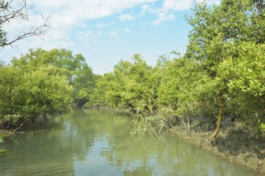Mangrove Ormanı, Bakkhali Nehri 'nde, Cox' s Bazar, Bangladeş 'te, gelgit sırasında. Yükselen suyu verimli tropik yeşillik ve berrak gökyüzü ile birlikte bir kıyı ekosisteminde yakalamak. Güney Asya biyolojik çeşitliliği odaklı.