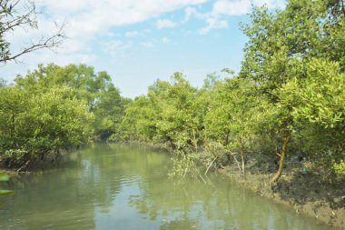 Mangrove Ormanı, Bakkhali Nehri 'nde, Cox' s Bazar, Bangladeş 'te, gelgit sırasında. Yükselen suyu verimli tropik yeşillik ve berrak gökyüzü ile birlikte bir kıyı ekosisteminde yakalamak. Güney Asya biyolojik çeşitliliği odaklı.