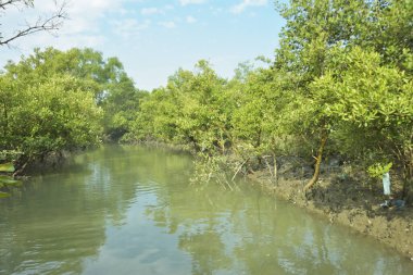 Mangrove Ormanı, Bakkhali Nehri 'nde, Cox' s Bazar, Bangladeş 'te, gelgit sırasında. Yükselen suyu verimli tropik yeşillik ve berrak gökyüzü ile birlikte bir kıyı ekosisteminde yakalamak. Güney Asya biyolojik çeşitliliği odaklı.
