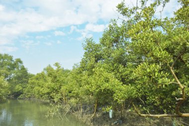 Mangrove Ormanı, Bakkhali Nehri 'nde, Cox' s Bazar, Bangladeş 'te, gelgit sırasında. Yükselen suyu verimli tropik yeşillik ve berrak gökyüzü ile birlikte bir kıyı ekosisteminde yakalamak. Güney Asya biyolojik çeşitliliği odaklı.
