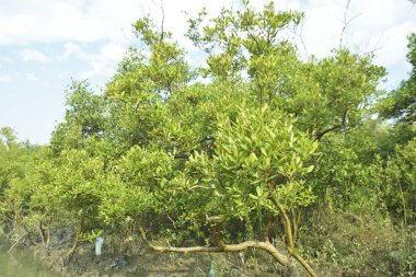Mangrove Ormanı, Bakkhali Nehri 'nde, Cox' s Bazar, Bangladeş 'te, gelgit sırasında. Yükselen suyu verimli tropik yeşillik ve berrak gökyüzü ile birlikte bir kıyı ekosisteminde yakalamak. Güney Asya biyolojik çeşitliliği odaklı.