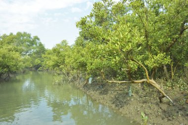 Mangrove Ormanı, Bakkhali Nehri 'nde, Cox' s Bazar, Bangladeş 'te, gelgit sırasında. Yükselen suyu verimli tropik yeşillik ve berrak gökyüzü ile birlikte bir kıyı ekosisteminde yakalamak. Güney Asya biyolojik çeşitliliği odaklı.